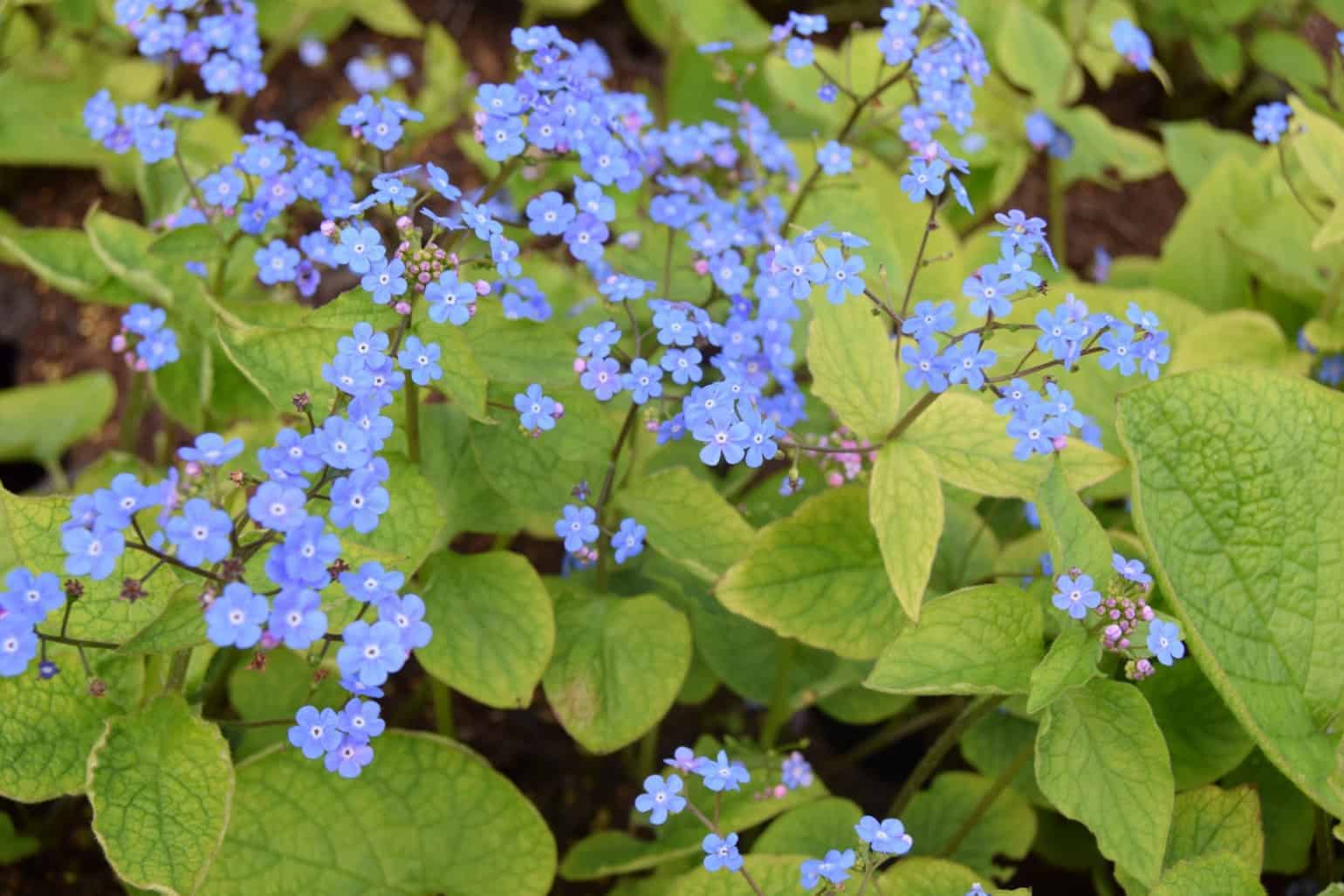 Brunnera macrophylla